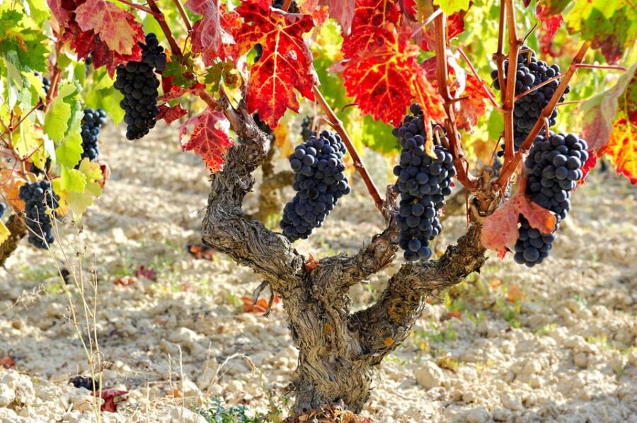 From San Sebastian/Bilbao/Vitoria: La Rioja Wineries Tour - Final Thoughts: Is It Worth It?