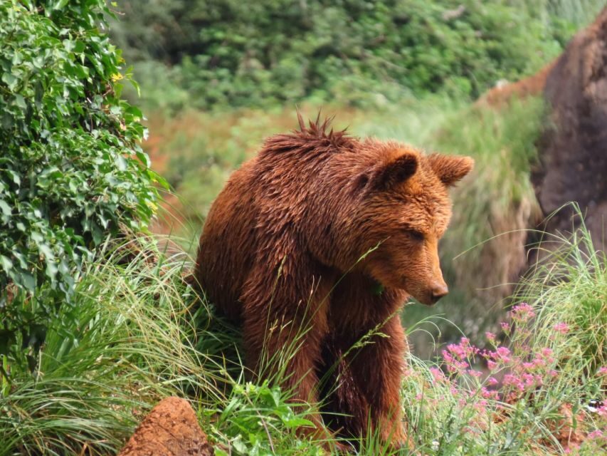 From Santander: Cabarceno Natural Park Half-Day Trip - What to Expect: Itinerary and Highlights