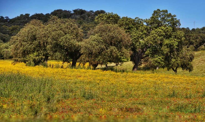 From Seville: Cerro del Hierro Private Hike with Picnic - A Deep Dive into the Cerro del Hierro Private Hike Experience