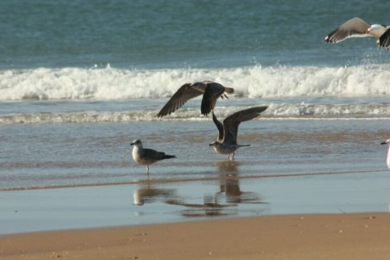 From Seville: Doñana, El Rocio, and Matalascañas Beach Tour - A Deep Dive Into the Experience