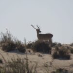 From Seville: Doñana National Park Day Trip - The Sum Up