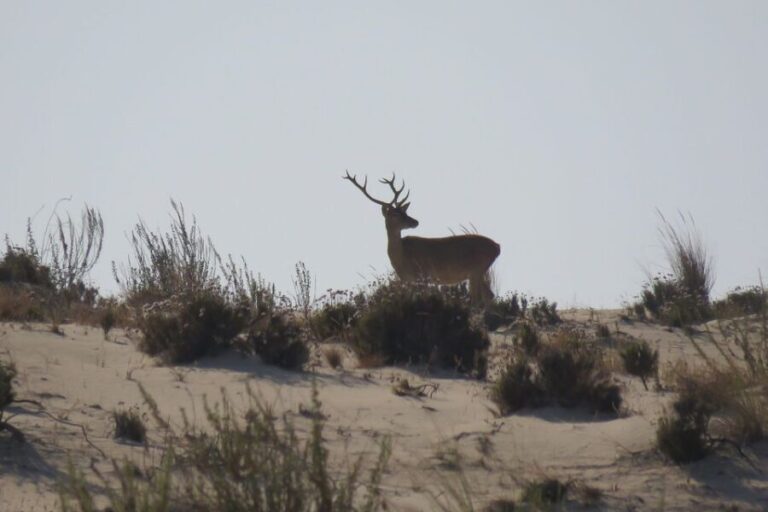 From Seville: Doñana National Park Day Trip - The Sum Up