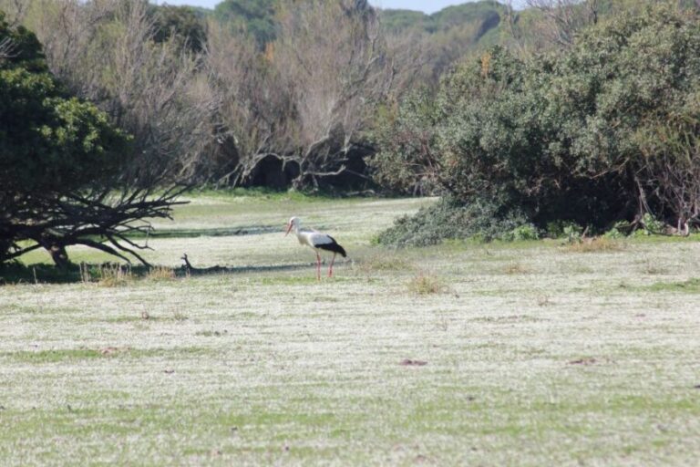 From Seville: Doñana National Park Full-Day Private Tour - The Experience in Detail