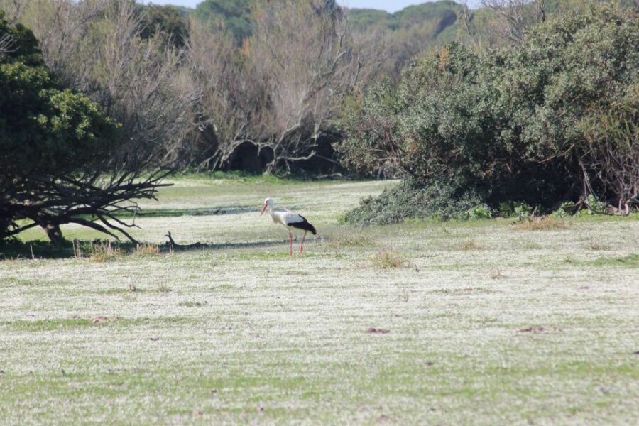From Seville: Doñana National Park Full-Day Private Tour - The Experience in Detail