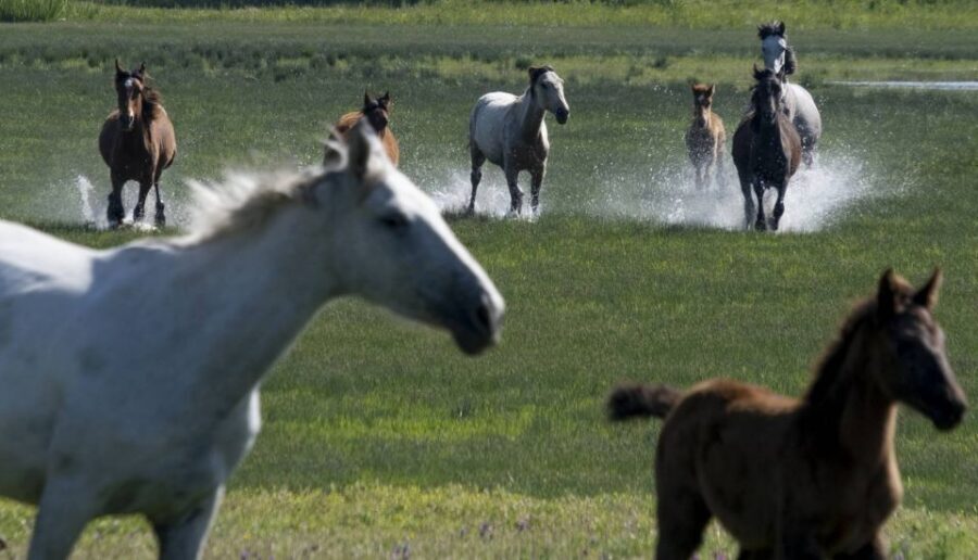 From Seville: Doñana Natural Park, El Rocio and Matalascañas - The Value of This Tour