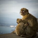 From Seville: Gibraltar Sightseeing Tour - Who This Tour Is Best For