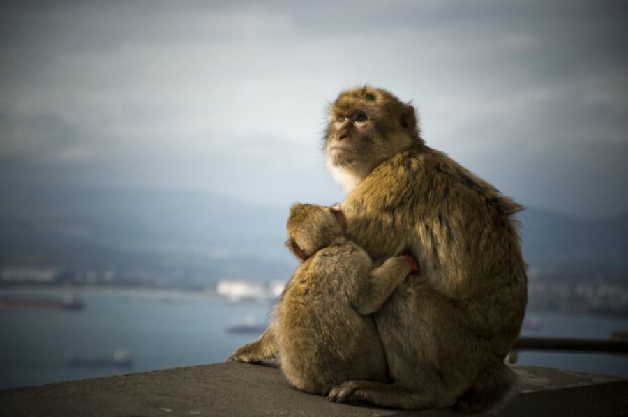 From Seville: Gibraltar Sightseeing Tour - Who This Tour Is Best For