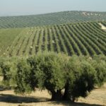 From Seville: Olive Oil Farm Tour - In-Depth Review of the Olive Oil Farm Tour