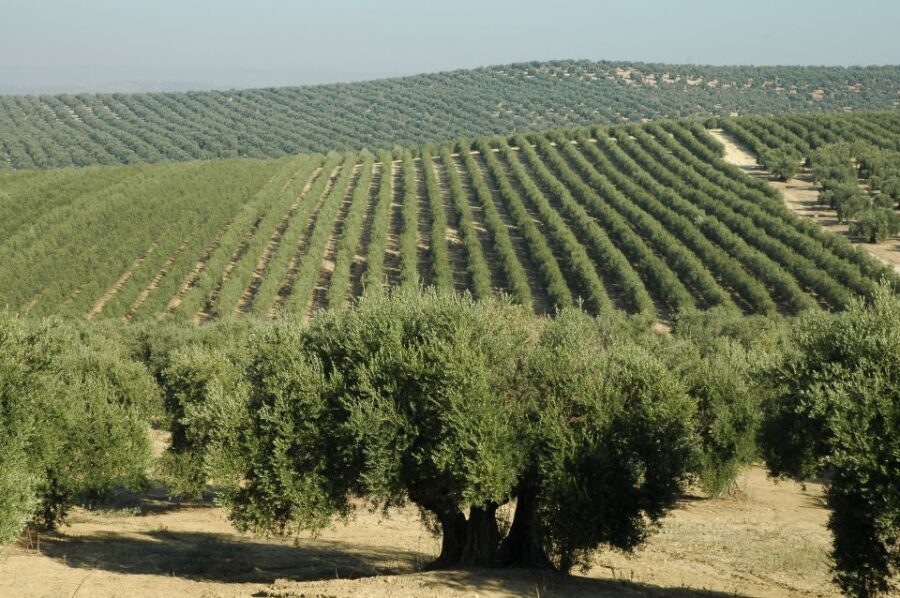From Seville: Olive Oil Farm Tour - In-Depth Review of the Olive Oil Farm Tour