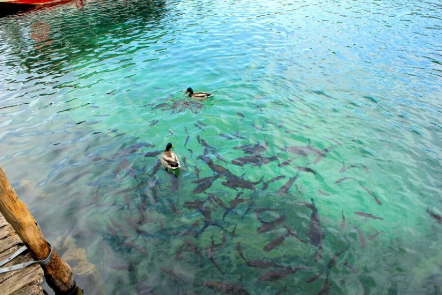 From Split: Plitvice Lakes Fully-Guided Day Tour - Authentic Experiences and Real Reviews
