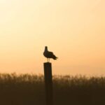 From Valencia: Albufera Natural Park Eco Boat Tour & Sunset - Exploring the Details: What to Expect