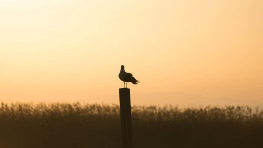 From Valencia: Albufera Natural Park Eco Boat Tour & Sunset - Exploring the Details: What to Expect