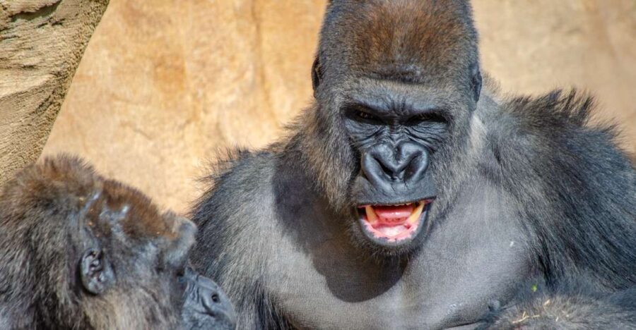 Fuengirola: Bioparc Entrance Ticket - Thematic Habitats and Animal Encounters