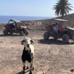 Fuerteventura : 2 hours Buggy Tour in Punta de Jandía - An In-Depth Look at the Fuerteventura Buggy Tour