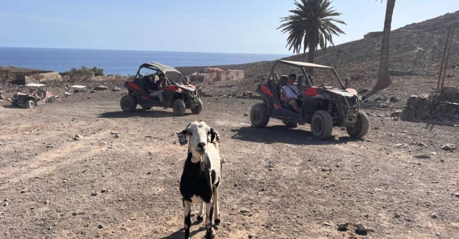Fuerteventura : 2 hours Buggy Tour in Punta de Jandía - An In-Depth Look at the Fuerteventura Buggy Tour