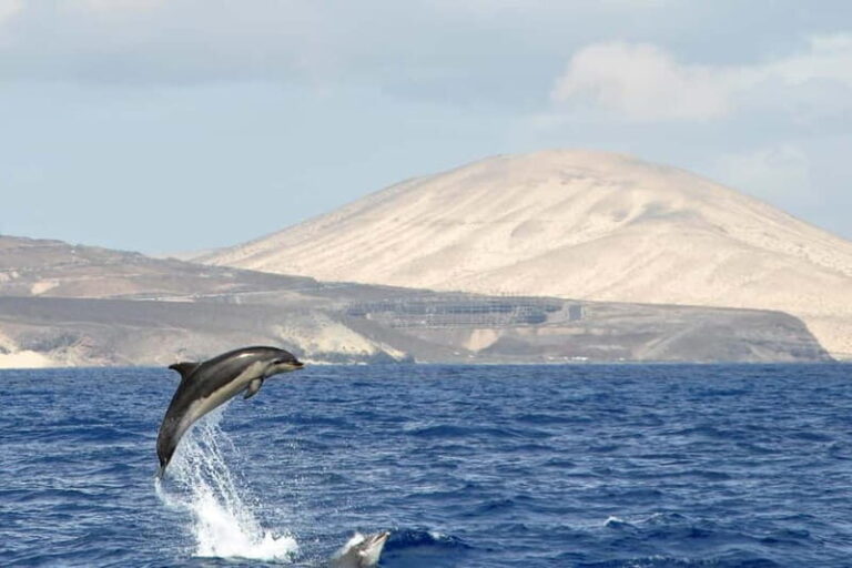 Fuerteventura: Catamarán navegación a vela y delfines. - An In-Depth Look at the Fuerteventura Catamaran Tour