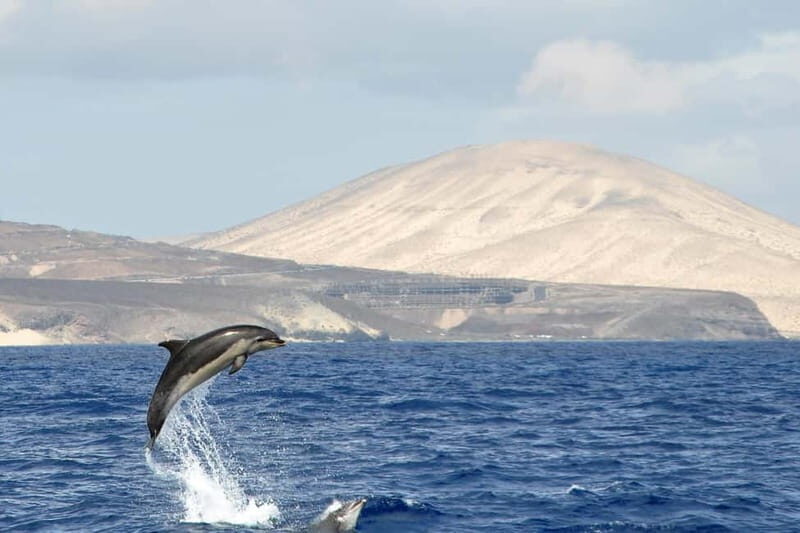 Fuerteventura: Catamarán navegación a vela y delfines. - An In-Depth Look at the Fuerteventura Catamaran Tour