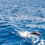 Fuerteventura: Glass Bottom Boat Cruise with Lunch & Drinks - Who Will Love This Tour?