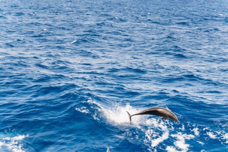 Fuerteventura: Glass Bottom Boat Cruise with Lunch & Drinks - Who Will Love This Tour?