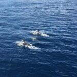 Fuerteventura: Whale & Dolphin Watching Boat Tour with Guide - In-Depth Review of the Whale & Dolphin Watching Boat Tour