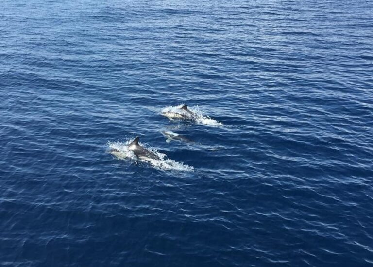 Fuerteventura: Whale & Dolphin Watching Boat Tour with Guide - In-Depth Review of the Whale & Dolphin Watching Boat Tour