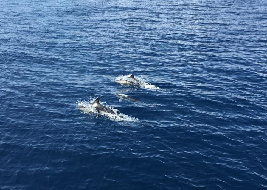 Fuerteventura: Whale & Dolphin Watching Boat Tour with Guide - In-Depth Review of the Whale & Dolphin Watching Boat Tour