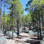 Full day Hiking Gran Canaria Peaks of Gran Canaria - Transportation, Group Size, and Value