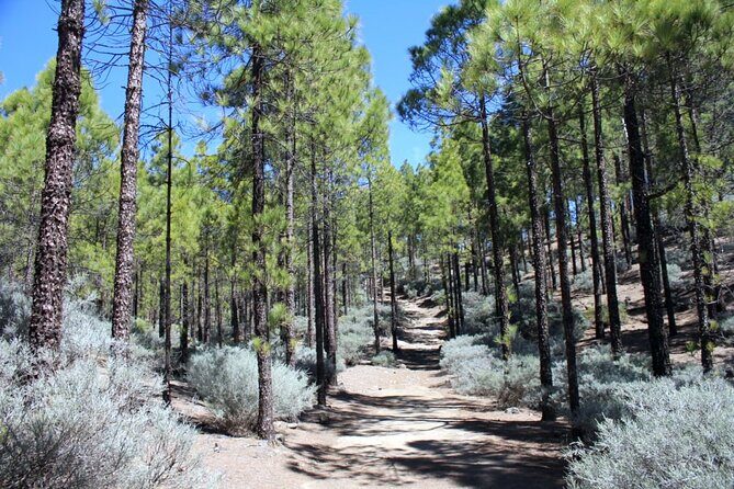 Full day Hiking Gran Canaria Peaks of Gran Canaria - Transportation, Group Size, and Value
