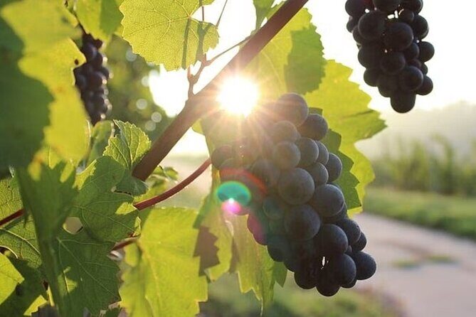 Full Day Korcula and Peljesac Wine Tasting Tour in Dubrovnik - Final Thoughts: Is This Tour for You?