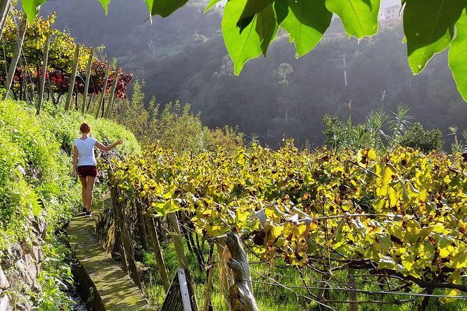 Full-Day Madeira Wine Tasting Tour with Lunch - Who Should Book This Tour?