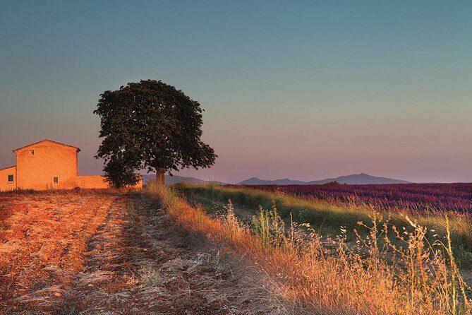 Full Day Ocean of Lavender in Valensole from Avignon - FAQ Section