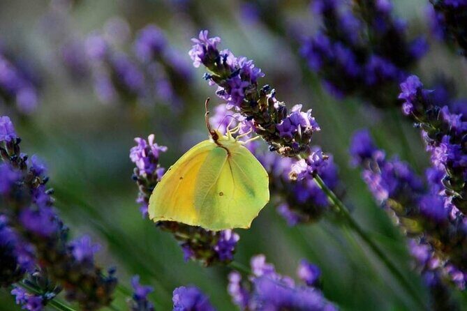 Full-day Private Tour Gorges du Verdon (LAVENDER JUNE 15/JULY 15) - The Lavender Plateau de Valensole