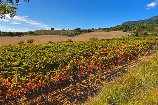 Full-Day Private Wine Tasting Tour in La Rioja with lunch - A Deep Dive into the La Rioja Wine Experience