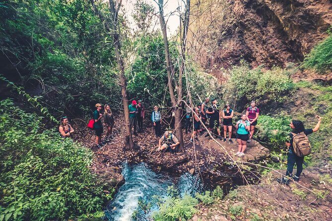 Full Day Rainforest Tour with Tasting and Swimming Time - The Experience: Our Honest Take