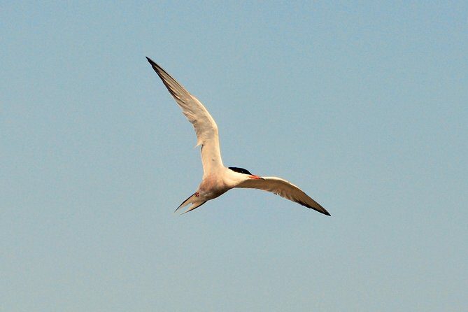 Full day tour to Texel - Friesian Islands - from Amsterdam - An In-Depth Look at the Texel Day Trip