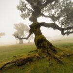 Full Day Tour to West Madeira Island - Authentic Off-Road Adventure