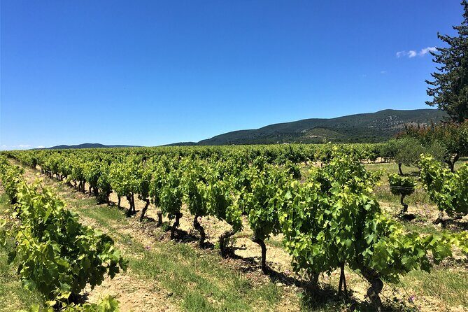 Full-Day Wine Tour around Luberon from Marseille - Why This Tour Offers Great Value