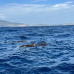 Funchal: RIB Whale Watching Cruise and Optional Dolphin Swim - Practical Tips for Your Trip