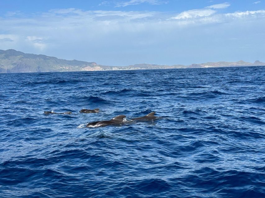 Funchal: RIB Whale Watching Cruise and Optional Dolphin Swim - Practical Tips for Your Trip