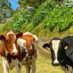 Furnas - Thermal Pools - Private Jeep Tour with Local Guide - An In-Depth Look at the Furnas Private Jeep Tour