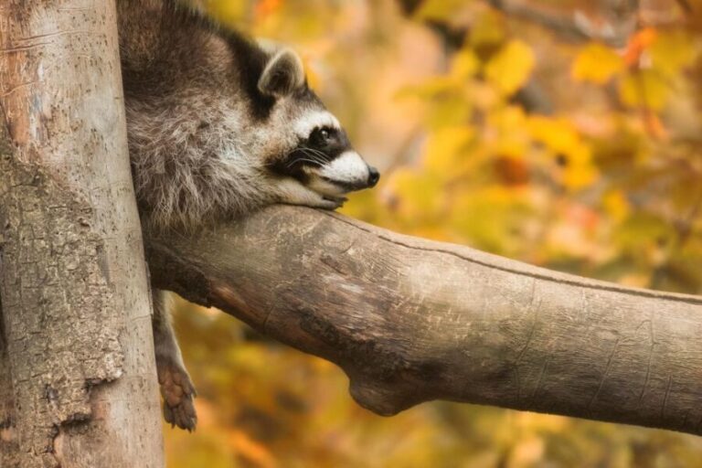 GaiaZOO Entry Ticket - Final Thoughts: Is GaiaZOO Worth It?