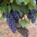 Gaillac Wine Half Day Tour from Toulouse - Exploring the Gaillac Region: What to Expect
