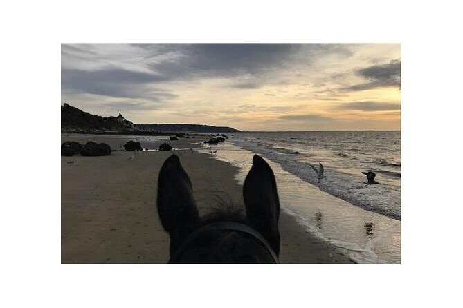 Gallop on Deauville Beach - Authentic Experiences and Traveler Insights
