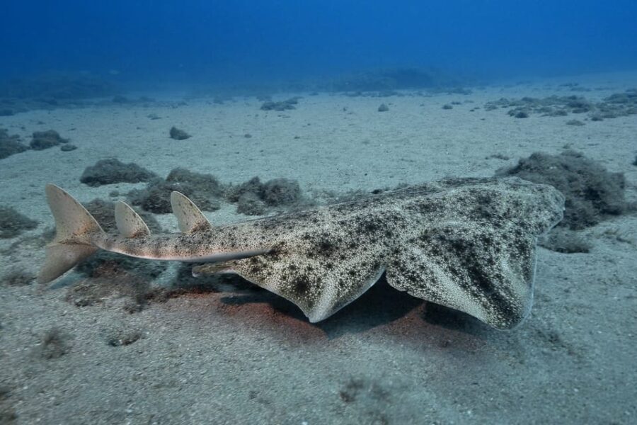 Gran Canaria: 3-Day Open Water Diver Course - Why This Course Is a Solid Choice for Aspiring Divers