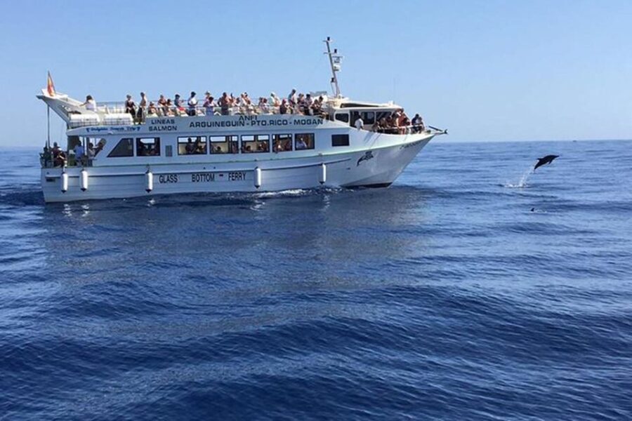 Gran Canaria: Dolphin and Whale Watching Cruise - Final Thoughts