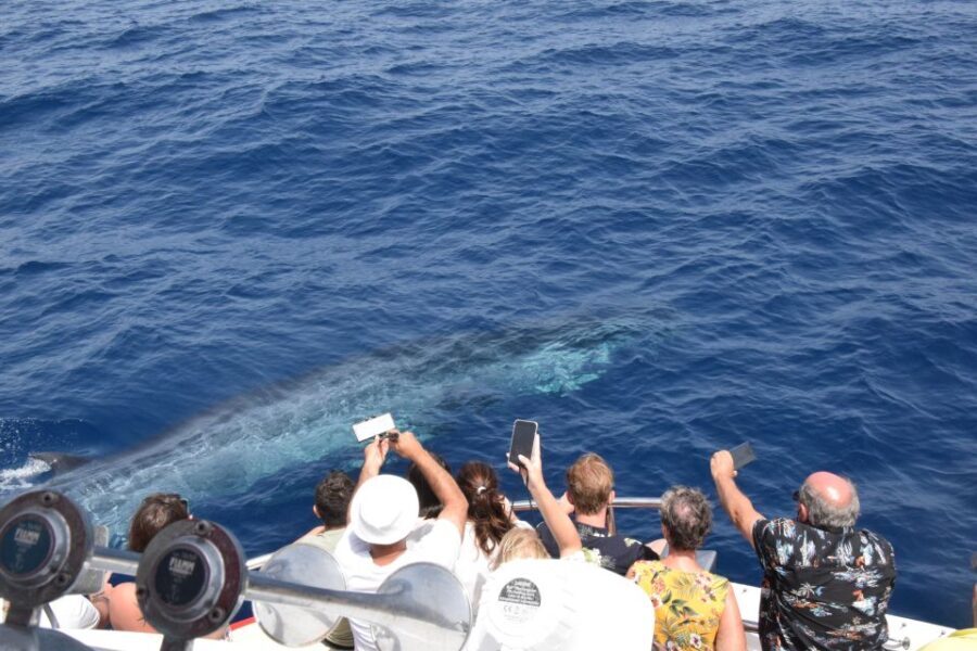 Gran Canaria: Dolphin and Whale Watching Cruise - What to Expect During the Cruise