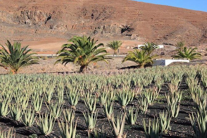 Gran Canaria Historic Tour - Yestarday and Today Premium - A Detailed Look at the Gran Canaria Historic Tour