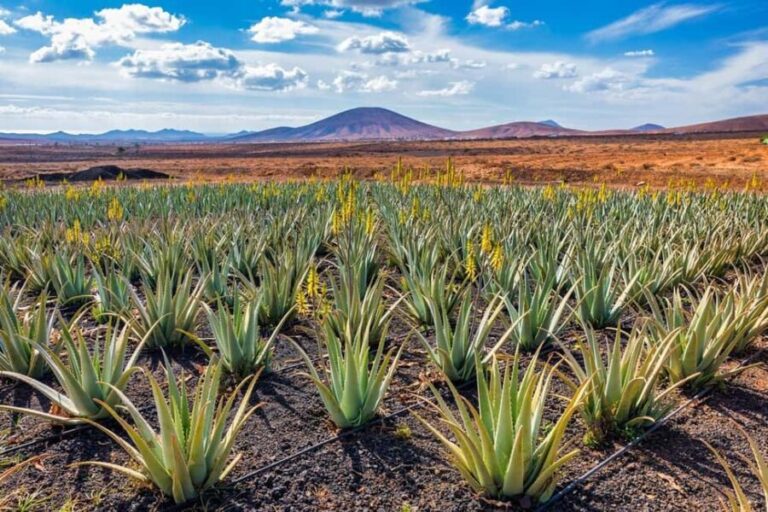 Gran Canaria: Private Guided Full-Day Tour - An In-Depth Look at the Gran Canaria Private Guided Tour