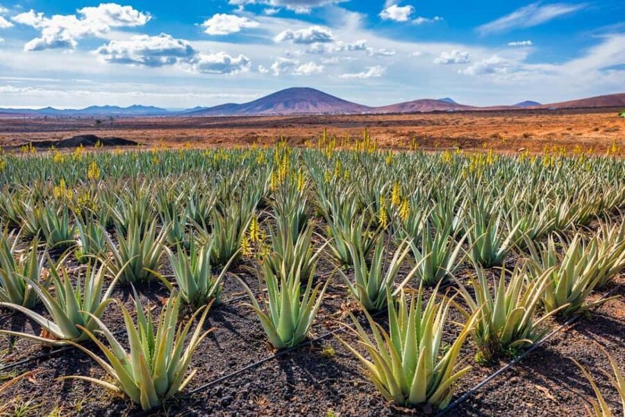 Gran Canaria: Private Guided Full-Day Tour - An In-Depth Look at the Gran Canaria Private Guided Tour