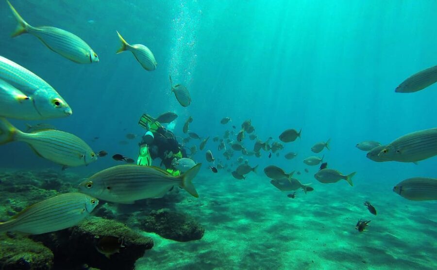 Gran Canaria Scuba Diving: 1-Day 2-Dive Package - FAQs